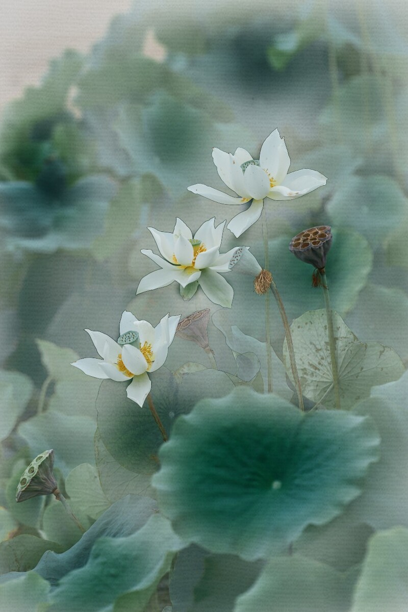 画意荷花