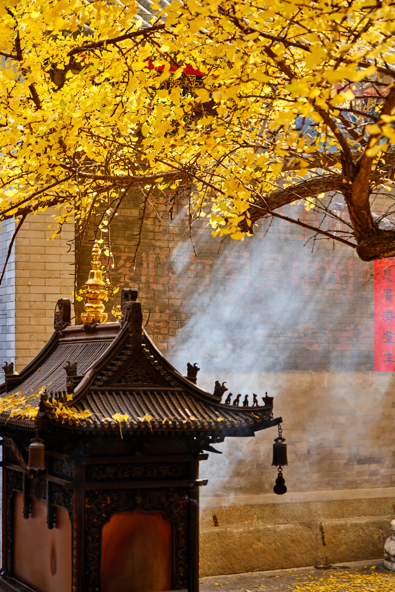 八大处大悲寺银杏