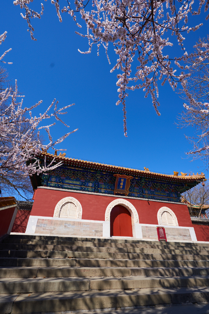 北海公园阐福寺山桃开