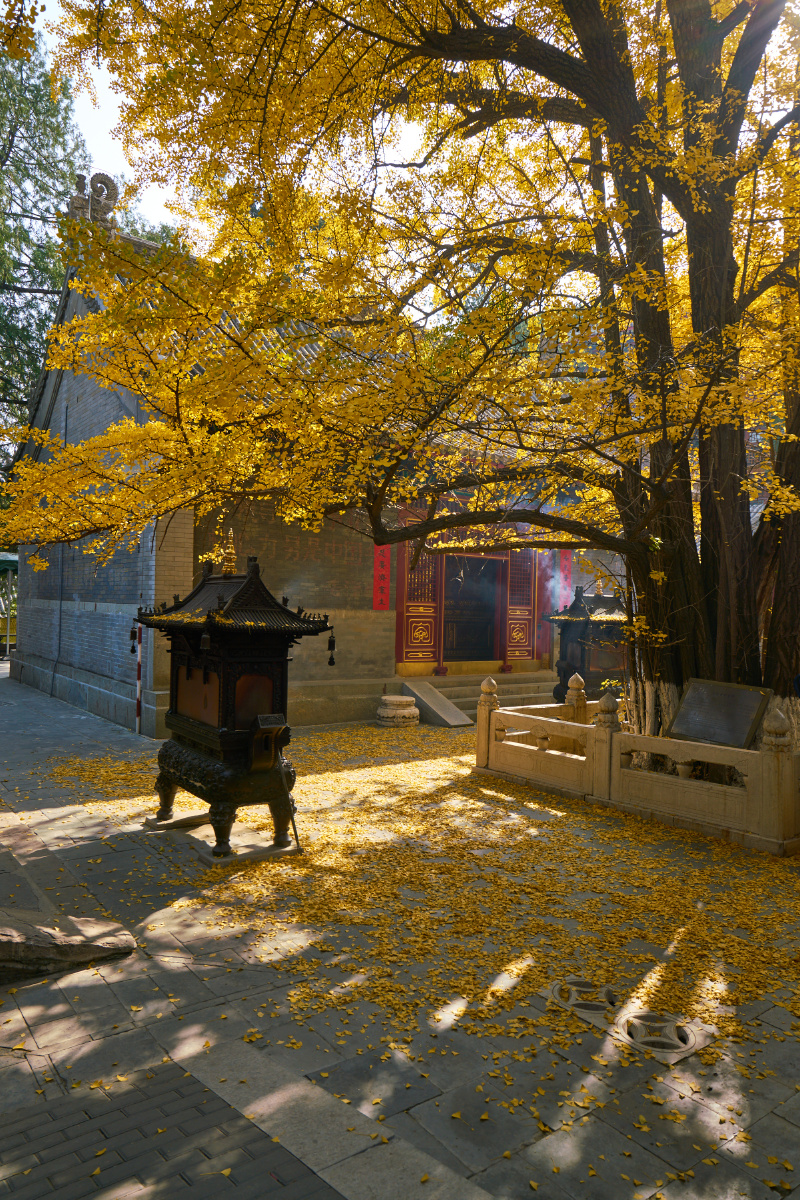 八大处大悲寺银杏