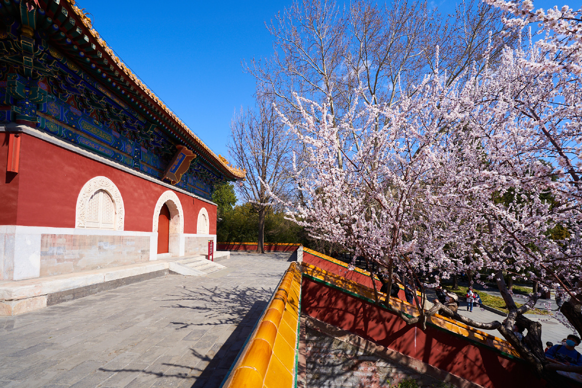 北海公园阐福寺山桃开