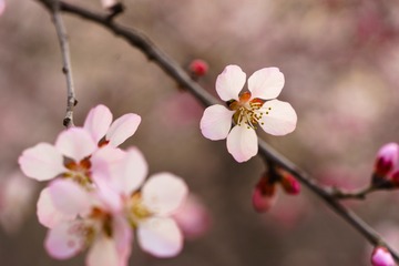20160319-DSC07187