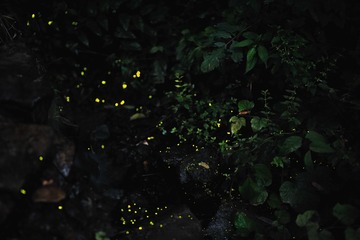 萤火虫
