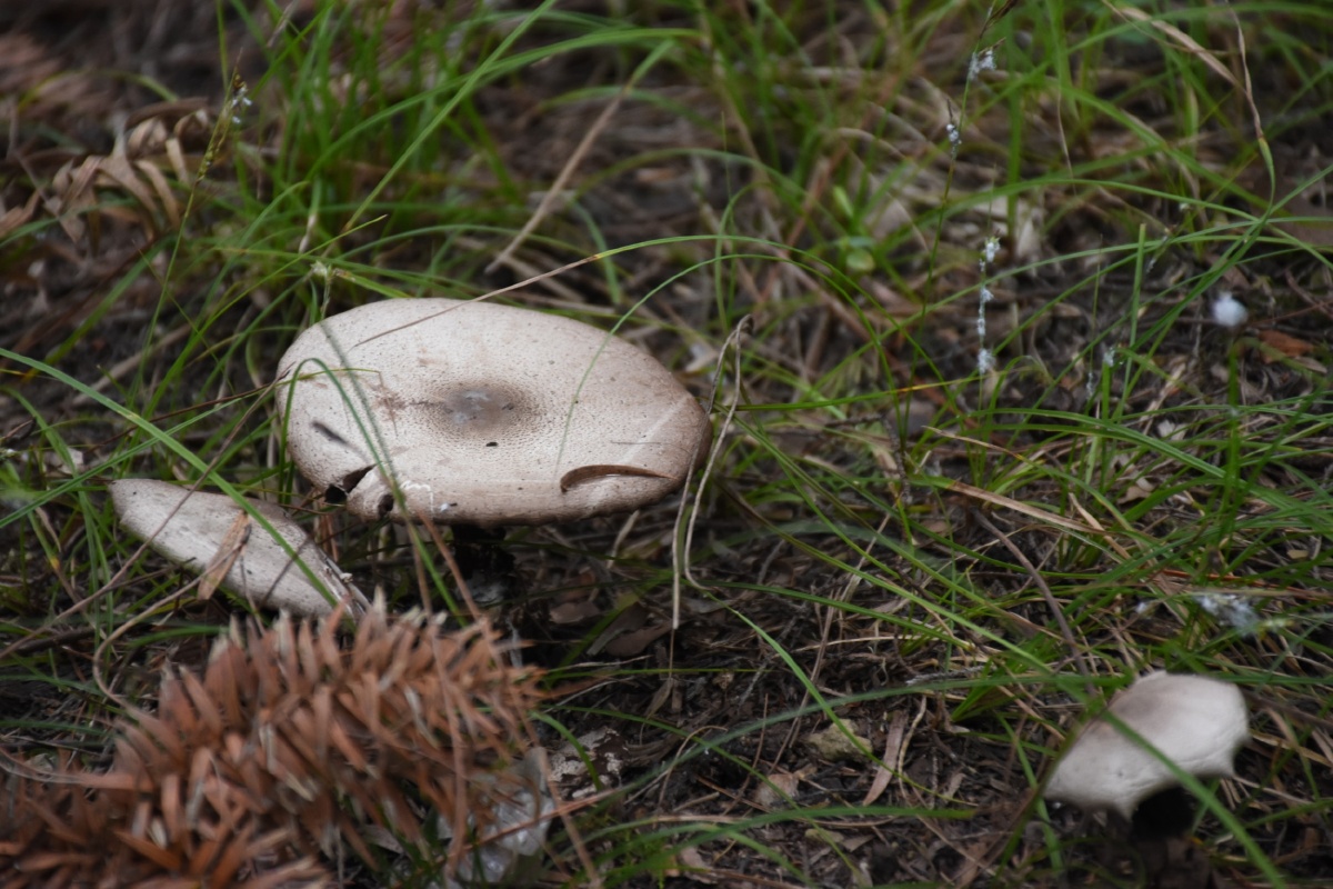 蘑菇- 浪浪的小黑哥 - 图虫网 - 优质摄影师交流社区