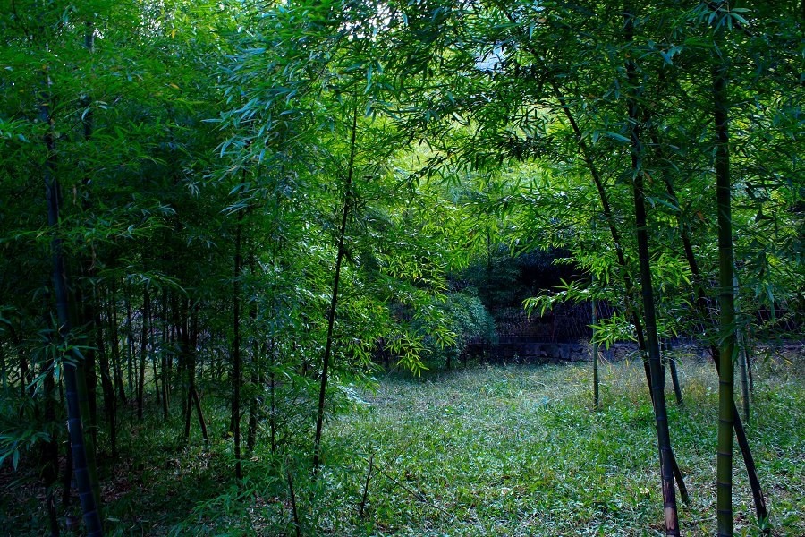 沂源鲁山行 - 山中竹 - 图虫网 - 优质摄影师交流社区