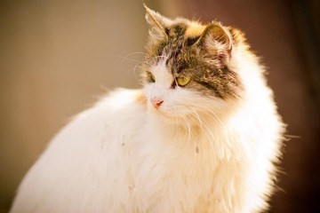nEO_IMG_IMG_1410.jpg