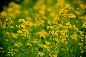 nEO_IMG_IMG_3182.jpg
