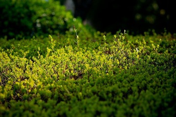 nEO_IMG_IMG_3146.jpg
