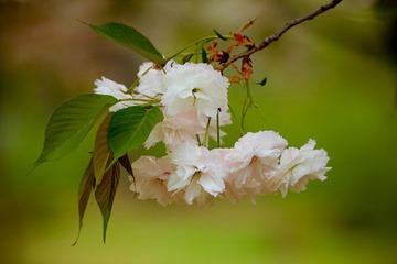 nEO_IMG_IMG_3452.jpg