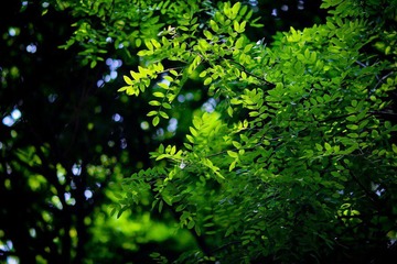 nEO_IMG_IMG_3706.jpg