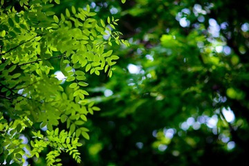 nEO_IMG_IMG_3709.jpg