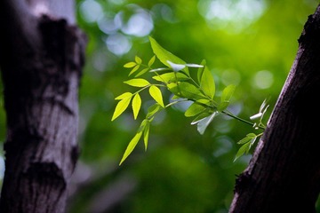 nEO_IMG_IMG_3715.jpg