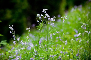nEO_IMG_IMG_3721.jpg