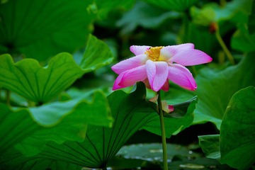 nEO_IMG_IMG_4608.jpg
