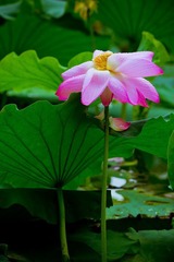 nEO_IMG_IMG_4611.jpg