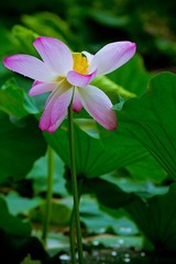 nEO_IMG_IMG_4612.jpg
