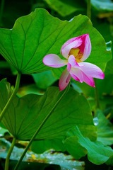 nEO_IMG_IMG_4623.jpg