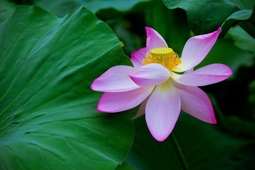nEO_IMG_IMG_4630.jpg