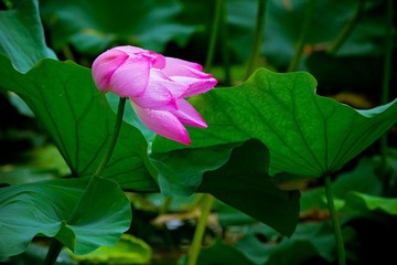 nEO_IMG_IMG_4631.jpg