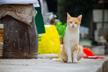 nEO_IMG_IMG_4685.jpg