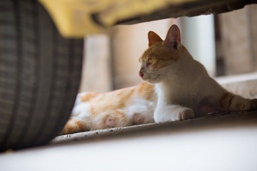 nEO_IMG_IMG_4689.jpg
