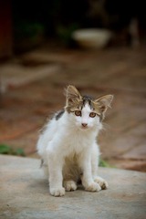 nEO_IMG_IMG_4695.jpg