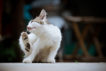 nEO_IMG_IMG_4696.jpg