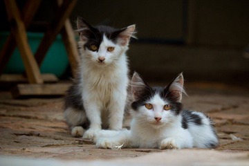 nEO_IMG_IMG_4702.jpg