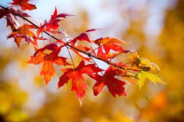 nEO_IMG_IMG_5905.jpg