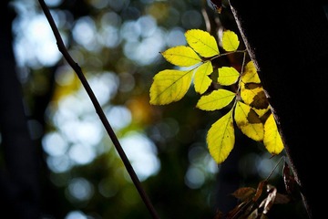 nEO_IMG_IMG_5926.jpg