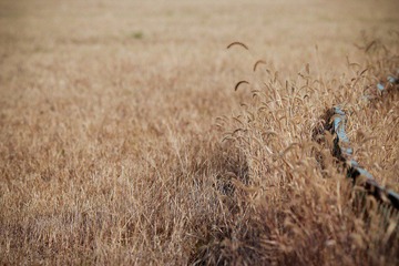 nEO_IMG_IMG_5954.jpg