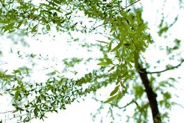 nEO_IMG_IMG_8089.jpg