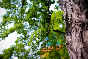 nEO_IMG_IMG_8245.jpg
