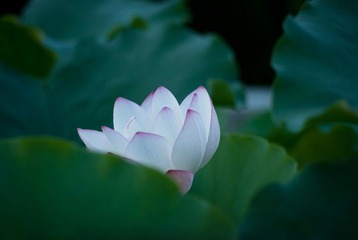 不思凡