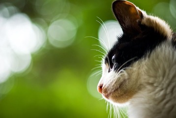 IMGP2340-编辑.jpg