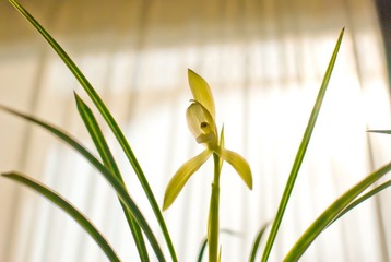 飞扬