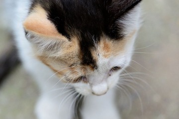 DSC_0061.jpg