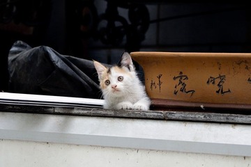 DSC_0030.jpg