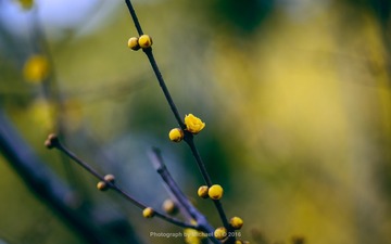 20160126-DSC_0881