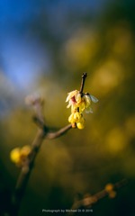 20160126-DSC_0905