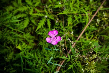 DPP_0027