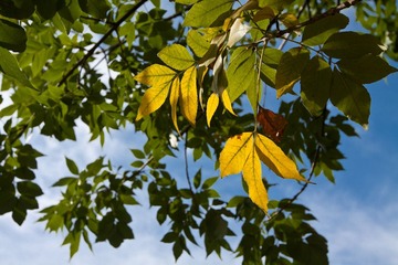 IMG_0005.jpg