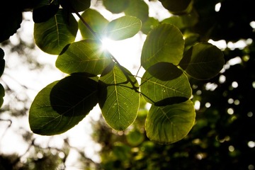IMG_0006.jpg