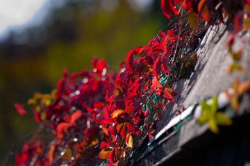 DSC_0060.jpg