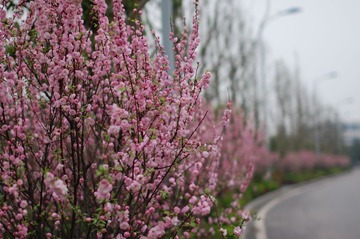 路边的风景1
