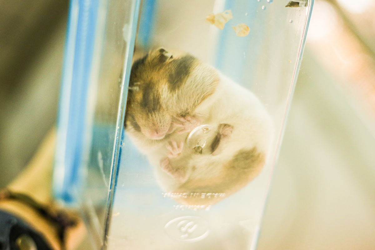 小仓鼠的睡觉日常