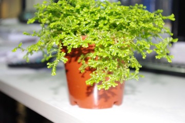 植物