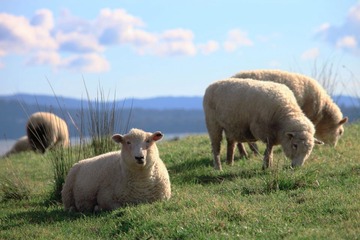 FARM_00002