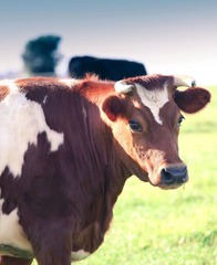 FARM_00005