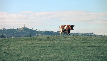 FARM_00006